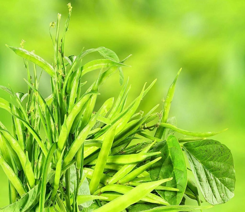 Guar Industrial Grade Guar Gum Powder Manufacturer in Russia